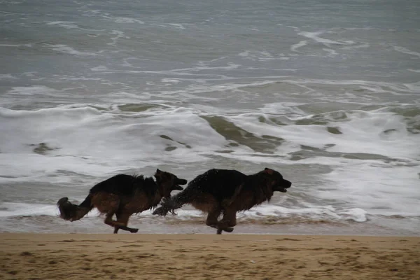 Perros Corriendo Playa —  Fotos de Stock