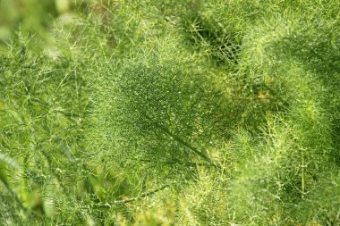 Kırsal kesimde bitki örtüsü