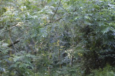 Kırsal kesimde bitki örtüsü