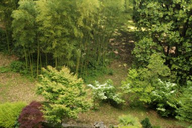 Bir şehir parkında bitki örtüsü