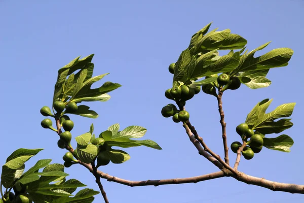 Vegetación Campo — Foto de Stock