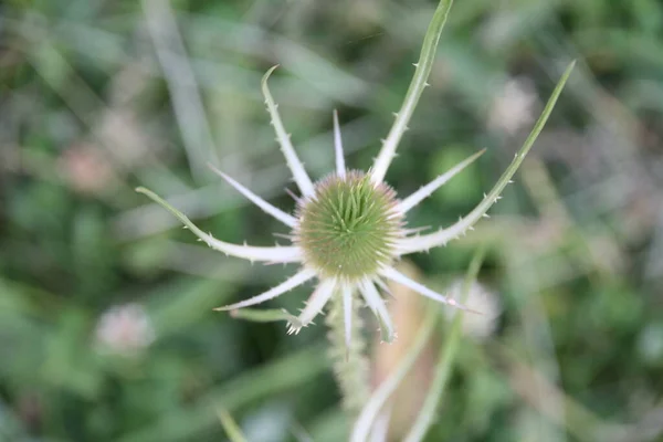 Vegetation Landsbygden — Stockfoto