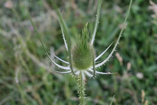 Vegetação Campo — Fotografia de Stock