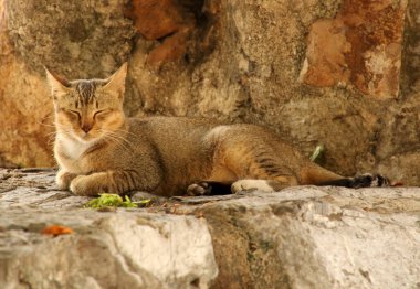 Genç bir kedinin görüntüsü