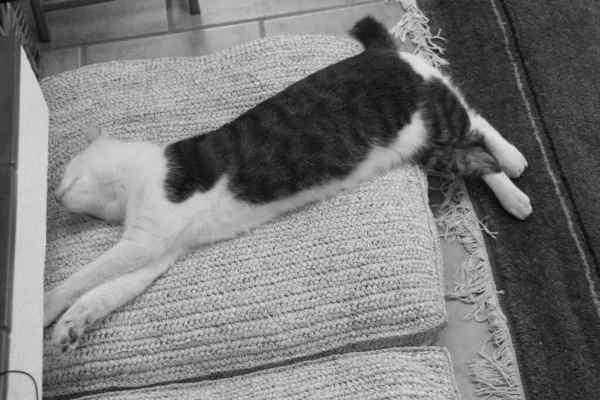 Kot Odpoczywa Domu — Zdjęcie stockowe