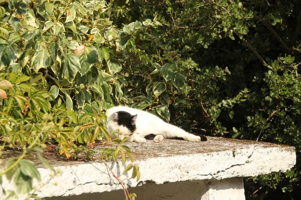 Veduta Giovane Gatto — Foto Stock