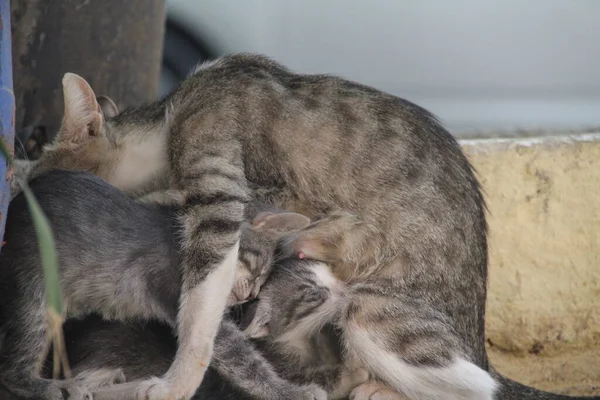 Veduta Giovane Gatto — Foto Stock