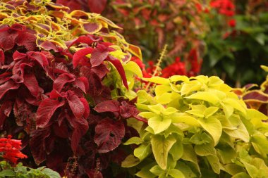 Şehir parkında bahar çiçekleri