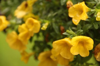 Şehir parkında bahar çiçekleri