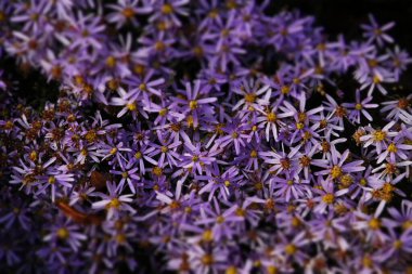 Şehir parkında bahar çiçekleri