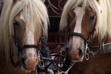 Kırsalda at otlatıyor.