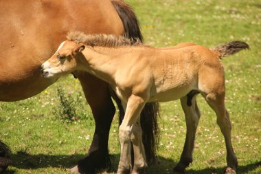 Kırsalda at otlatıyor.