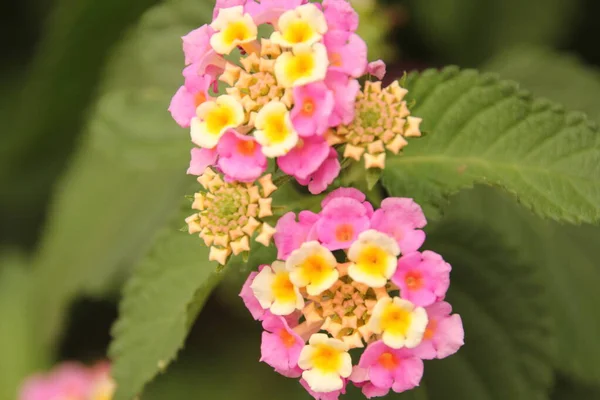 都会の公園の春の花 — ストック写真