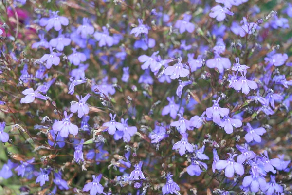 Весенние Цветы Парке — стоковое фото