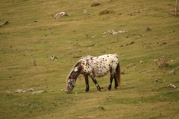 Pastoreo Caballos Campo —  Fotos de Stock