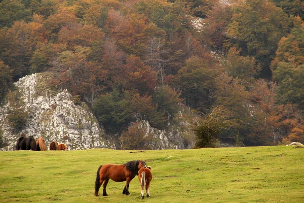 Pferdeweiden Auf Dem Land — Stockfoto
