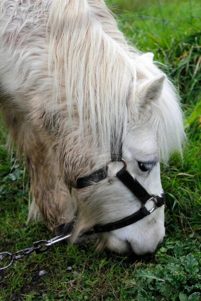 Pascoli Cavallo Campagna — Foto Stock