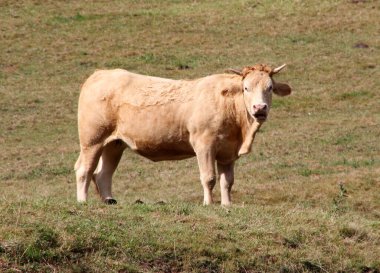 Çayırdaki inekler