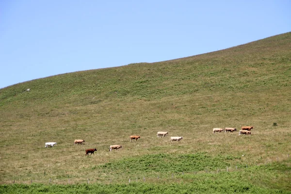 Mucche Prato — Foto Stock