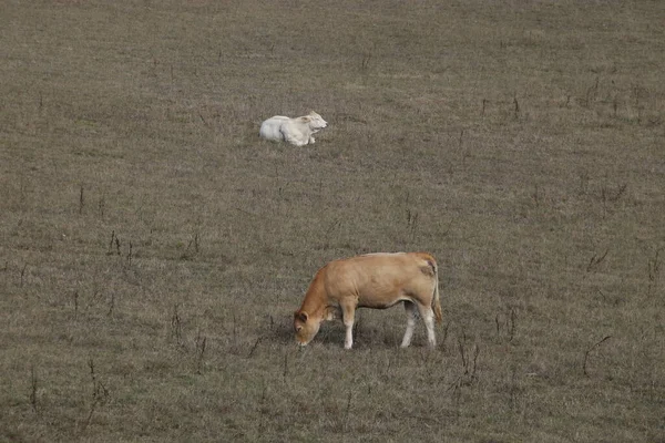Vaches Dans Une Prairie — Photo