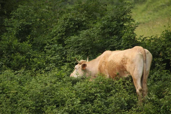 Vacas Prado — Fotografia de Stock