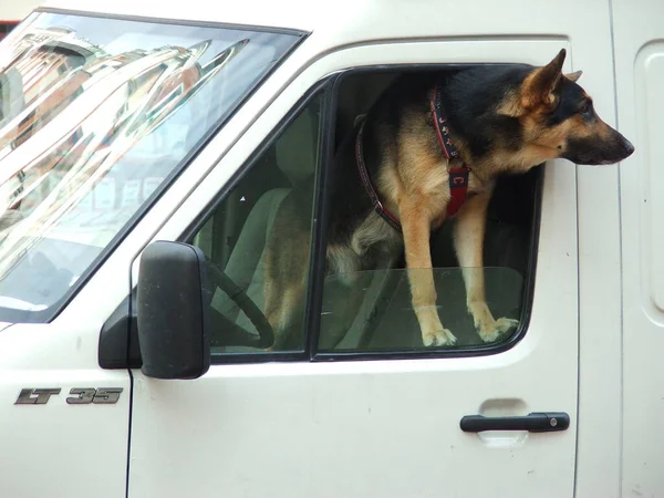 Primer Plano Perro — Foto de Stock