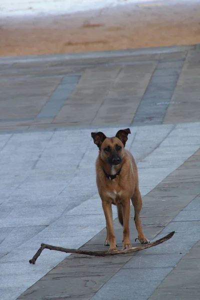 Close Van Een Hond — Stockfoto