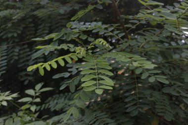 Sonbahar renklerinde bir orman manzarası