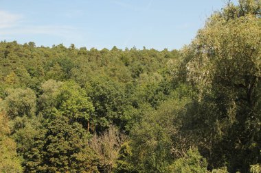 Sonbahar renklerinde bir orman manzarası