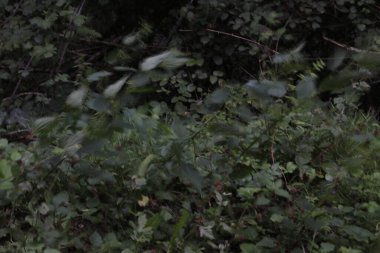 Sonbahar renklerinde bir orman manzarası