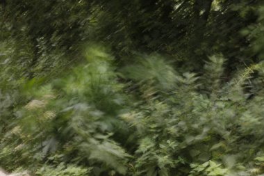 Sonbahar renklerinde bir orman manzarası