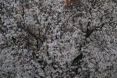 Kırsalda bir ağaç