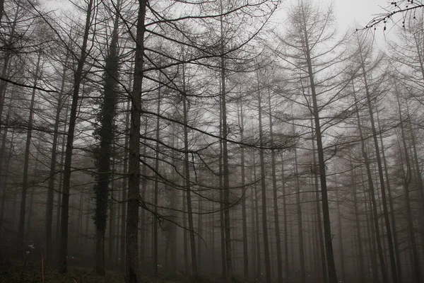 Vue Une Forêt Aux Couleurs Automnales — Photo