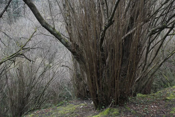 Árbol Campo —  Fotos de Stock