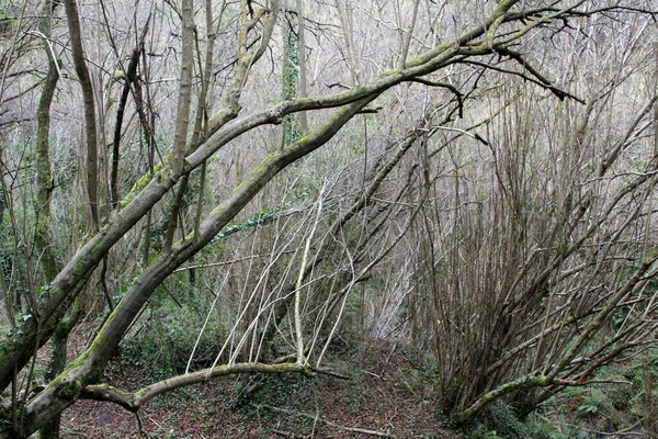 Árbol Campo —  Fotos de Stock