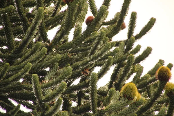 Baum Auf Dem Land — Stockfoto