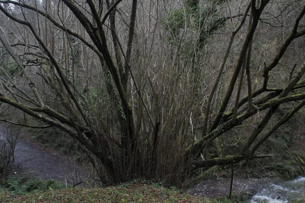 Árbol Campo —  Fotos de Stock