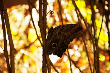 Güneşli bir günde bir çiçekte kelebek