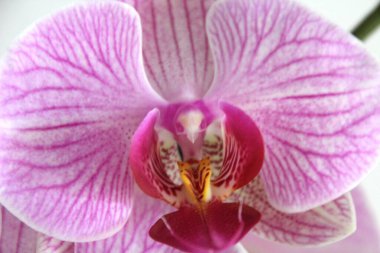 Kırsalda ilkbahar çiçekleri