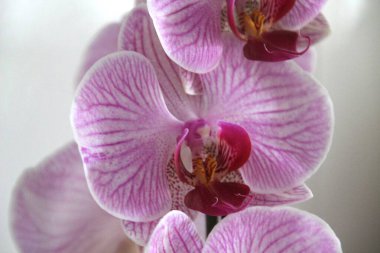 Kırsalda ilkbahar çiçekleri