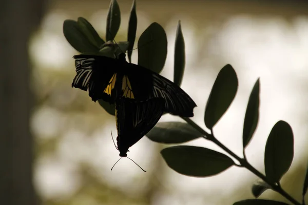 Метелик Квітці Сонячний День — стокове фото