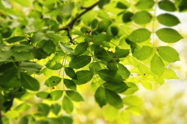 Parkta bitki örtüsü