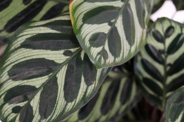 Parkta yaz çiçekleri