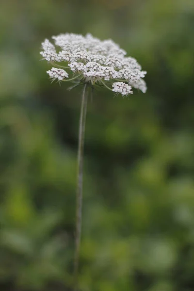 Fiori Estivi Nel Parco — Foto Stock