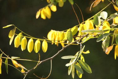 Sonbahar renklerinde yapraklar