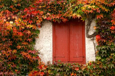 Autumn colors on a facade of the house in Espelette, France clipart