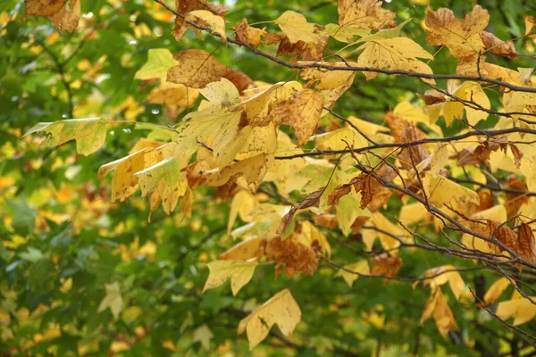 Bladeren Herfstkleuren — Stockfoto