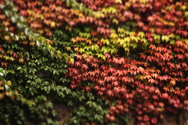 Листья Осенних Цветов — стоковое фото