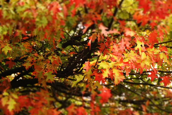 Liście Jesiennych Kolorach — Zdjęcie stockowe