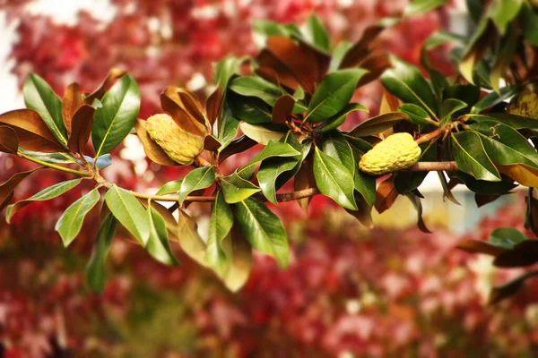 Bladeren Herfstkleuren — Stockfoto